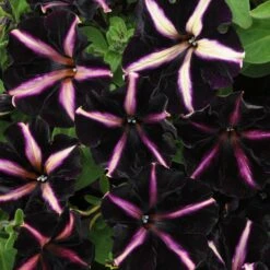 12 Annuals For Hanging Baskets | The Dark Side Of The Moon Collection | Calibrachoa, Petunia & Dahlia -Greenzy Sales Store AB0137 3 816644ca fc56 4e51 b779 8d52539b8e7c