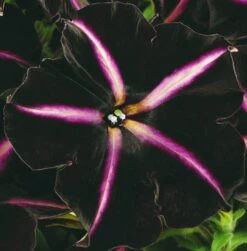 12 Annuals For Hanging Baskets | The Dark Side Of The Moon Collection | Calibrachoa, Petunia & Dahlia -Greenzy Sales Store AB0137 4 cc5c2062 f44f 4f8e 985c 94b970dbd480