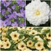 12 Annuals For Pots | The Summer Serenity Collection | Petunia, Bacopa & Dahlia -Greenzy Sales Store ABCOL16 1