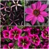 12 Annuals For Hanging Baskets | The Dark Side Of The Moon Collection | Calibrachoa, Petunia & Dahlia -Greenzy Sales Store ABCOL17 1