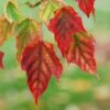 Viper Acer Tree | Acer Davidii | Snake Bark Maple -Greenzy Sales Store Acer davidii grosseri parc floral