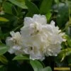 'Rosa Banksiae 'Alba Plena' | Rambling Rose -Greenzy Sales Store Alba 1