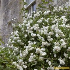 'Rosa Banksiae 'Alba Plena' | Rambling Rose -Greenzy Sales Store Alba 3 fb9bc423 e321 4954 addf ed0556215de3