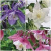 Aquilegia Spring Magic Collection 4 Aquilegia Spring Magic Collection -Greenzy Sales Store Aquilegia collage