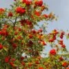 Cut-Leaf Mountain Ash Tree | Sorbus Asplenifolia -Greenzy Sales Store Asplenifolia 1