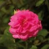 'Palace Truly Loved' Floribunda Rose -Greenzy Sales Store Avila Palace Poulpal044 N