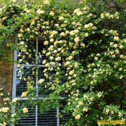 'Rosa Banksiae 'Lutea' | Rambling Rose -Greenzy Sales Store Bank 3