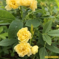 'Rosa Banksiae 'Lutea' | Rambling Rose -Greenzy Sales Store Bank 4