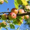 'Bountiful' Apple Tree -Greenzy Sales Store Bountiful 1