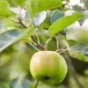 Bramley's Seedling Apple Tree -Greenzy Sales Store Bramley
