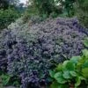 Ceanothus 'Puget Blue -Greenzy Sales Store CLI0098 1