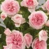 'Parade Cajsa' Patio Shrub Rose -Greenzy Sales Store Cajsa Parade Poulpar094 N