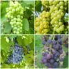 Grape Vines For Cold Areas Collection -Greenzy Sales Store ColdAreasGrapes aa917d45 4a98 44b9 a6d8 b6b9da5884a3