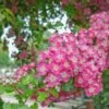 Crimson Cloud' Hawthorn Tree | Crataegus Laevigata -Greenzy Sales Store CrimsonCloud 1