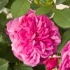 'Patio Hit Dafne' Patio Shrub Rose -Greenzy Sales Store Dafne Hit PatioHit Poulpah103 N