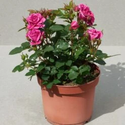 'Patio Hit Dafne' Patio Shrub Rose -Greenzy Sales Store Dafne Hit PatioHit Poulpah103 N 3