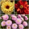 Dahlia Temptation Collection