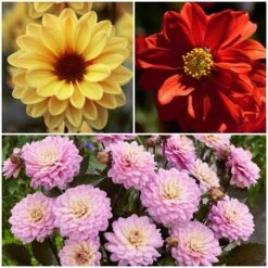 Dahlia Temptation Collection