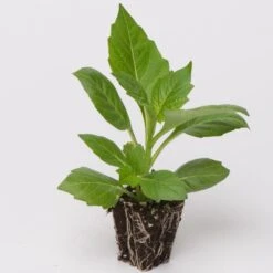 Dahlia Dalina Maxi 'Salinas' Jumbo Plug Plants -Greenzy Sales Store Dahlia example a032a9cc cdb2 41ca 9f2a ecd5b64e8108