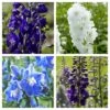 Delphinium Camelot Collection -Greenzy Sales Store Delphinium Collage