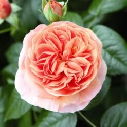 'Duchess Of Cornwall' Hybrid Tea Rose -Greenzy Sales Store Duchess of Cornwall 3