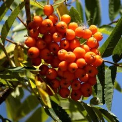 Scarlet Japanese Rowan Tree | Sorbus Commixta 'Embley' -Greenzy Sales Store Embley 1