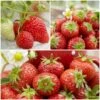 All Season Strawberry Plants Collection -Greenzy Sales Store FRCOL1 1