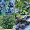 All Season Blueberry Plants Collection -Greenzy Sales Store FRCOL3 1