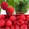 All Season Raspberry Plants Collection -Greenzy Sales Store FRCOL4 1