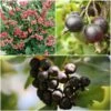 Unusual Berry Collection -Greenzy Sales Store FRCOL5 1 900x 283a8f19 0739 4854 8af4 094a4fff1741