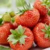 Sonata Strawberry Plants -Greenzy Sales Store FRU0003 1