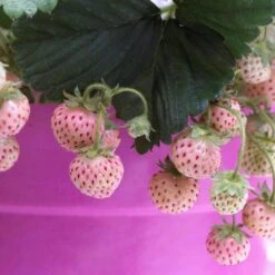 Pineberry Strawberry Plants -Greenzy Sales Store FRU0004 3