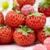 Framberry Strawberry Plants -Greenzy Sales Store FRU0010 1