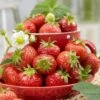 Florence Strawberry Plants 7 Florence Strawberry Plants -Greenzy Sales Store FRU0012 1