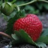Elsanta Strawberry Plants -Greenzy Sales Store FRU0016 1