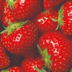 All Season Strawberry Plants Collection -Greenzy Sales Store FRU0016 3 822048f3 9816 49ae 9867 d1f856148d23