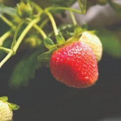 Cambridge Favourite Strawberry Plants -Greenzy Sales Store FRU0018 1