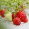 Cambridge Favourite Strawberry Plants -Greenzy Sales Store FRU0018 3