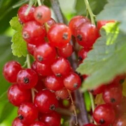 Rovada Redcurrant Bush -Greenzy Sales Store FRU0025 2 fcf0b414 1360 4765 aad8 3823701dffd3
