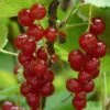 Rovada Redcurrant Bush -Greenzy Sales Store FRU0025 4