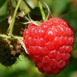 Tulameen Raspberry Plants 4 Tulameen Raspberry Plants -Greenzy Sales Store FRU0027 1