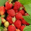 Tulameen Raspberry Plants 6 Tulameen Raspberry Plants -Greenzy Sales Store FRU0027 2