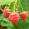 Polka Raspberry Plants 7 Polka Raspberry Plants -Greenzy Sales Store FRU0029 2