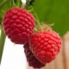Malling Admiral Raspberry Plants -Greenzy Sales Store FRU0032 1