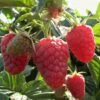 Joan J Raspberry Plants -Greenzy Sales Store FRU0034 2