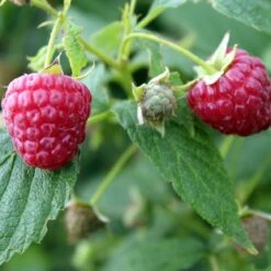 Award Winning Raspberry Canes | Growers' Choice 9 Award Winning Raspberry Canes | Growers' Choice -Greenzy Sales Store FRU0039 1 493da097 e491 462e 81ee 19f087484cc0