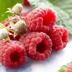 Autumn Bliss Raspberry Plants -Greenzy Sales Store FRU0041 1