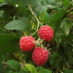 Autumn Bliss Raspberry Plants -Greenzy Sales Store FRU0041 3