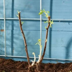 Autumn Bliss Raspberry Plants -Greenzy Sales Store FRU0041 4