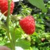 Autumn Bliss Raspberry Plants -Greenzy Sales Store FRU0041 5